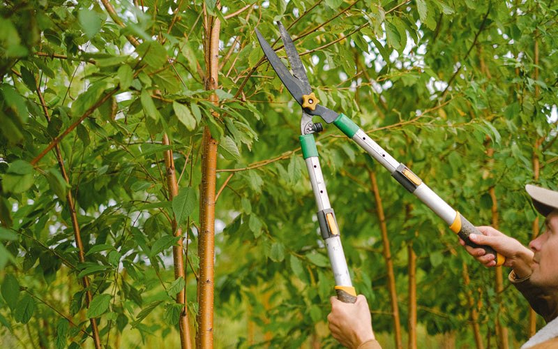 Tree trimming in Antigo, WI